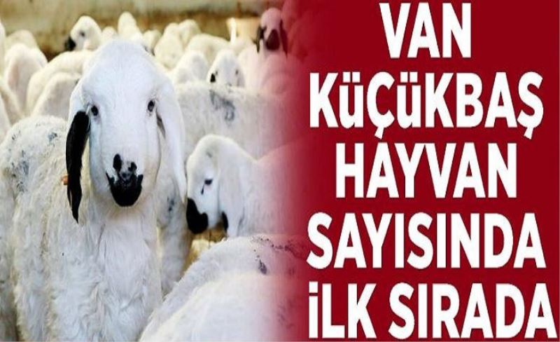 Van küçükbaş hayvan sayısında ilk sırada