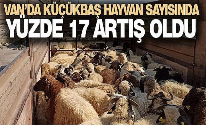 Van’da küçükbaş hayvan sayısında yüzde 17 artış oldu