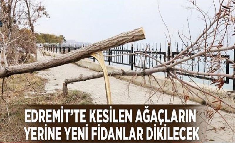 Edremit’te kesilen ağaçların yerine yeni fidanlar dikilecek