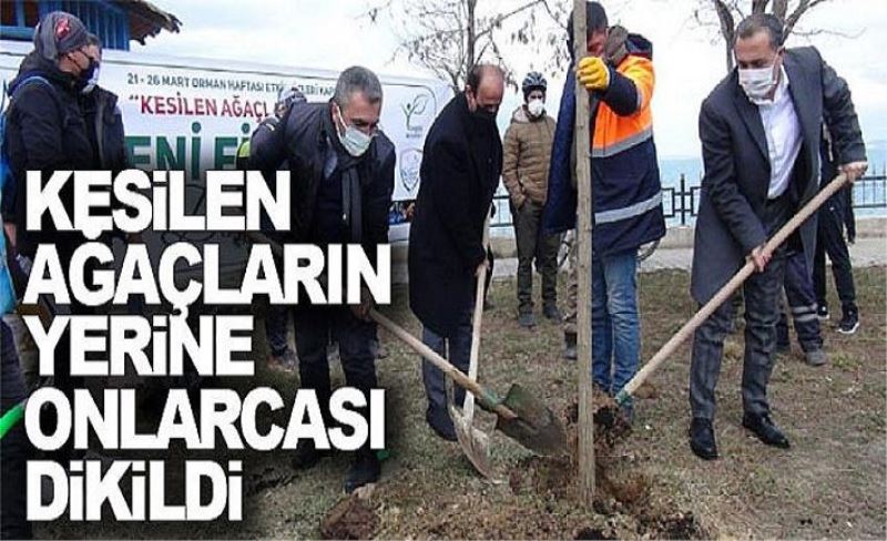 Kesilen ağaçların yerine onlarcası dikildi