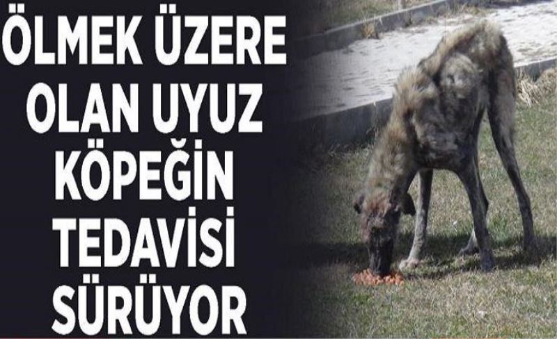 Ölmek üzere olan uyuz köpeğin tedavisi sürüyor