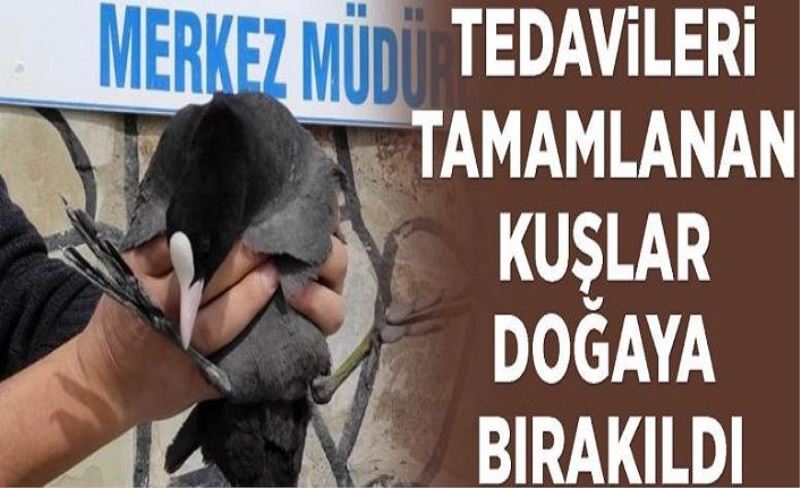 Tedavileri tamamlanan kuşlar doğaya bırakıldı