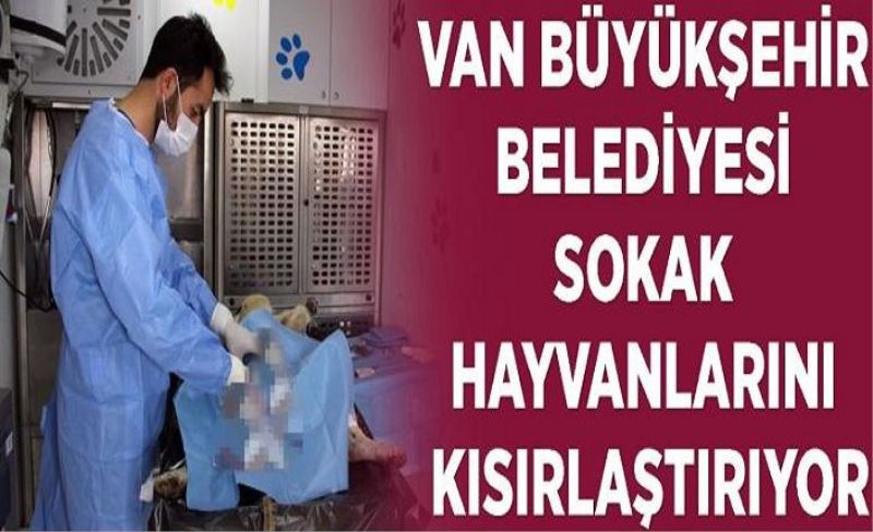 Van Büyükşehir Belediyesi Sokak hayvanlarını kısırlaştırıyor