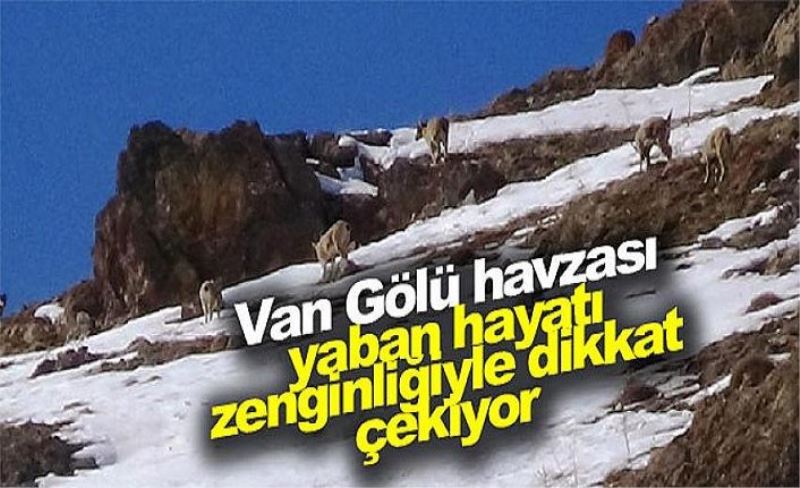 Van Gölü havzası yaban hayatı zenginliğiyle dikkat çekiyor