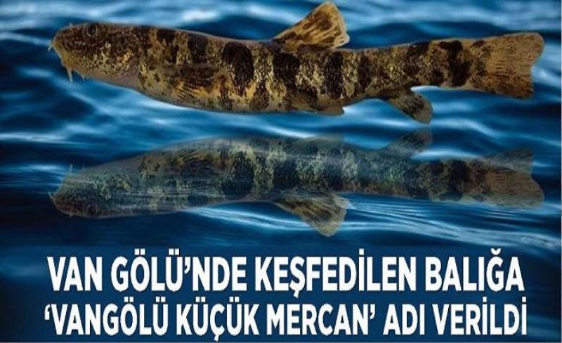 Van Gölü’nde keşfedilen balığa ‘Vangölü Küçük Mercan’ adı verildi