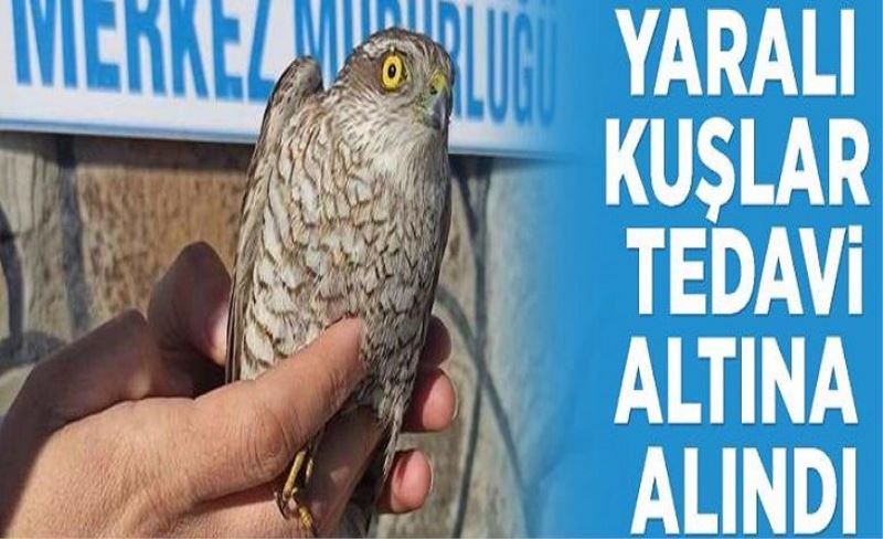 Yaralı kuşlar tedavi altına alındı