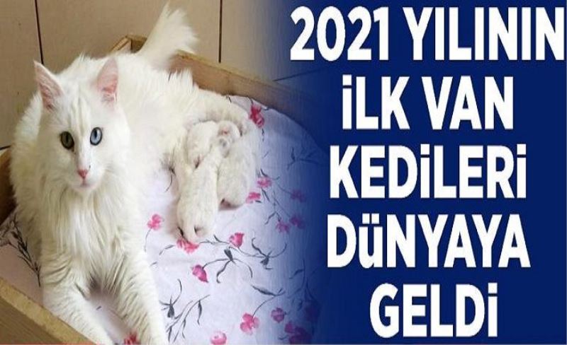 2021 yılının ilk Van kedileri dünyaya geldi