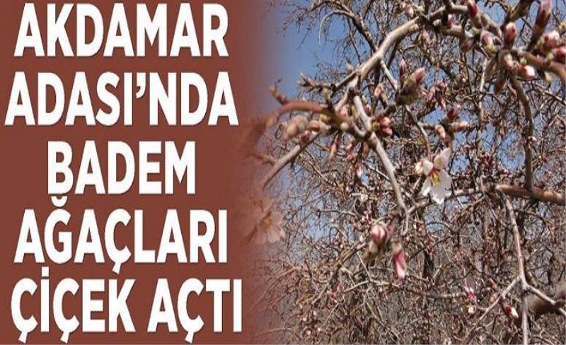 Akdamar Adası’nda badem ağaçları çiçek açtı