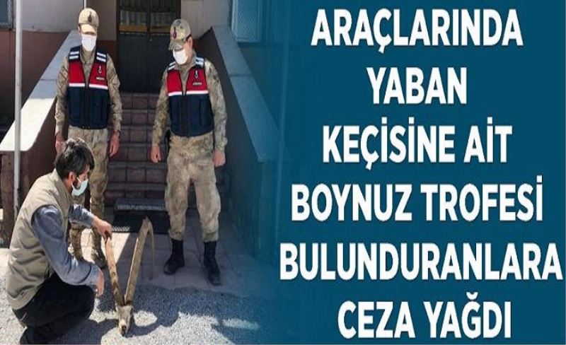 Araçlarında yaban keçisine ait boynuz trofesi bulunduranlara ceza