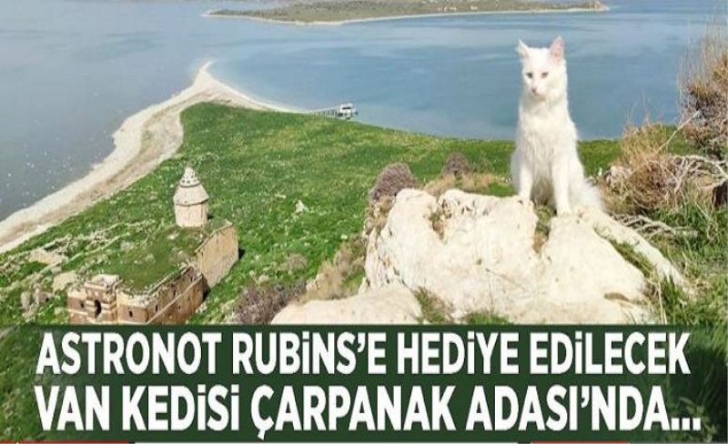 Astronot Rubins’e hediye edilecek Van kedisi Çarpanak Adası’nda...