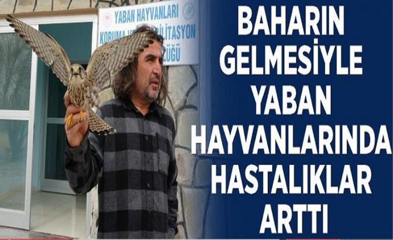 Baharın gelmesiyle yaban hayvanlarında hastalıklar arttı