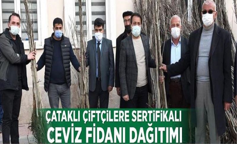 Çataklı çiftçilere sertifikalı ceviz fidanı dağıtımı