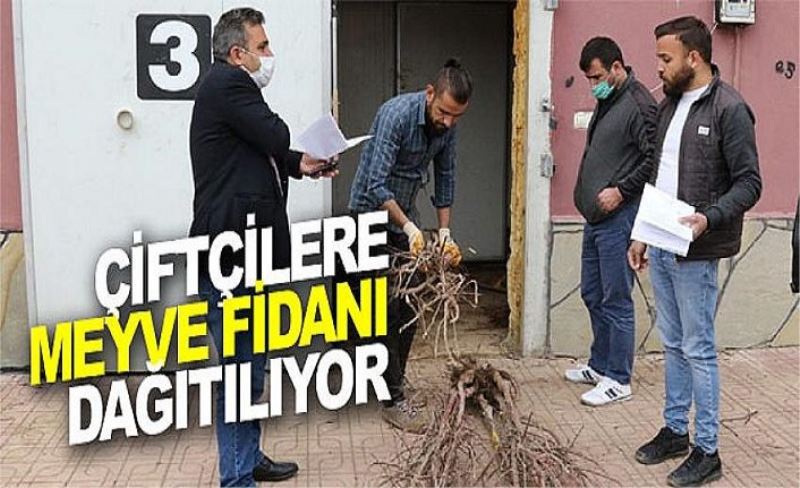 Çiftçilere meyve fidanı dağıtılıyor