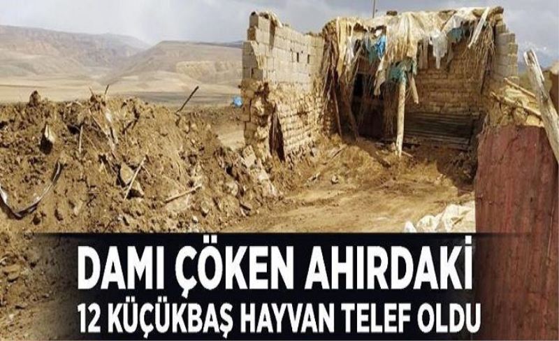 Damı çöken ahırdaki 12 küçükbaş hayvan telef oldu