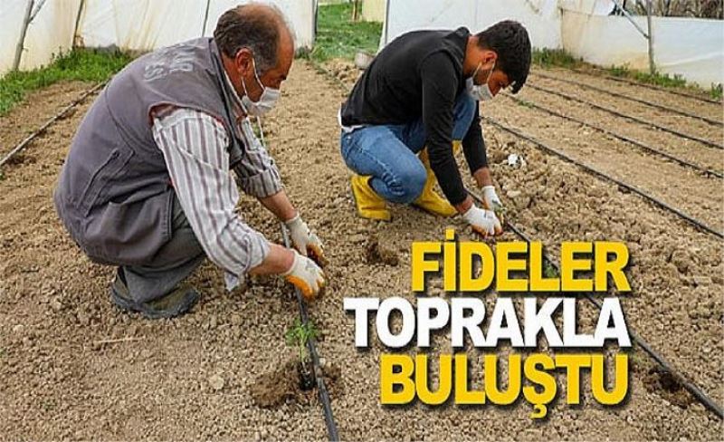 Fideler toprakla buluştu