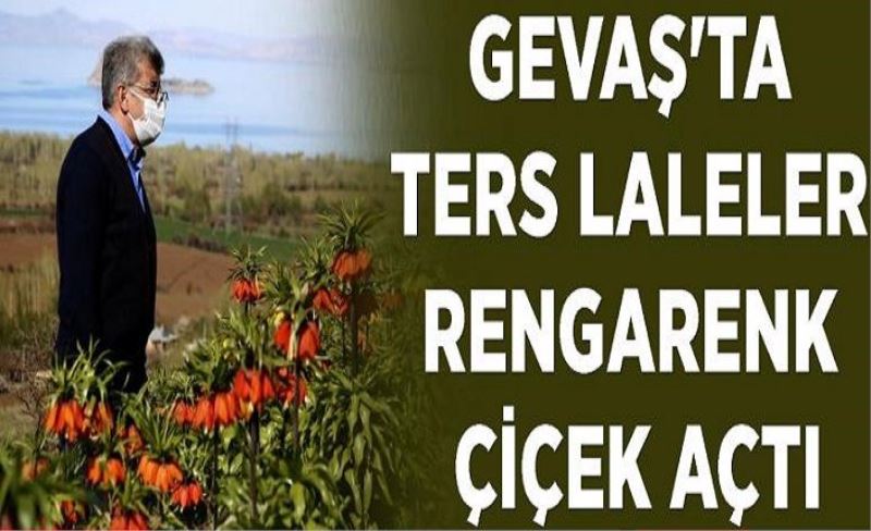 Gevaş'ta ters laleler rengarenk çiçek açtı