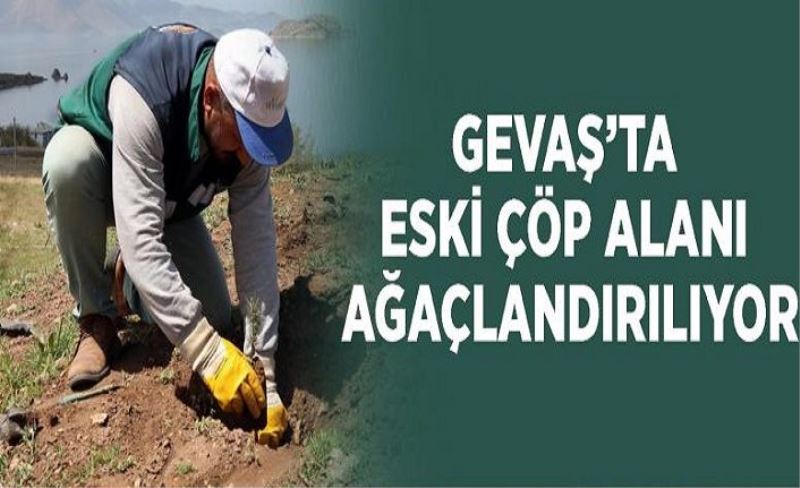 Gevaş’ta eski çöp alanı ağaçlandırılıyor