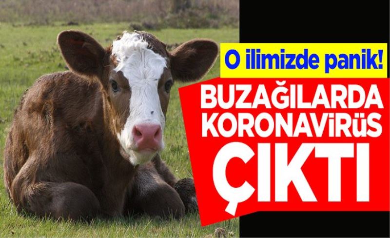 O ilimizde panik! Buzağılarda koronavirüs çıktı