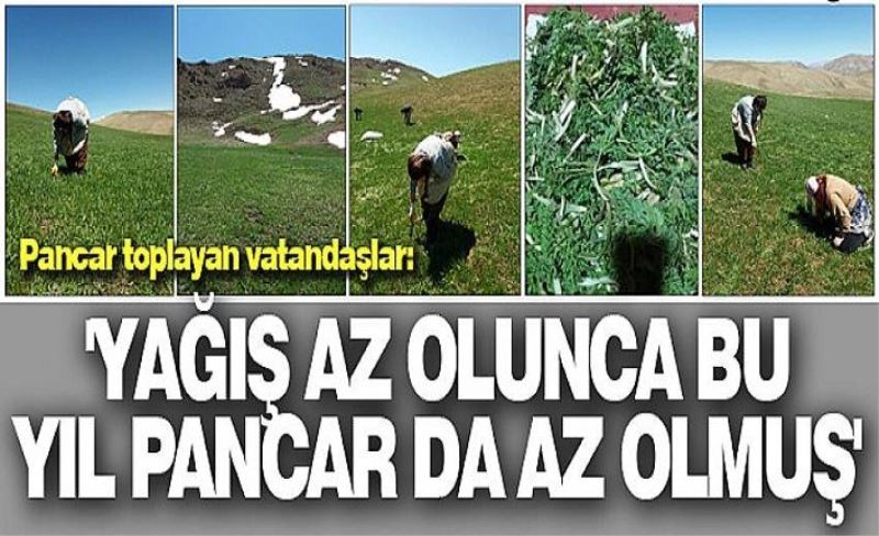 Pancar toplayan vatandaşlar: 'Yağış az olunca bu yıl pancar da az olmuş'