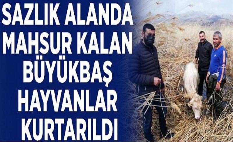 Sazlık alanda mahsur kalan büyükbaş hayvanlar kurtarıldı