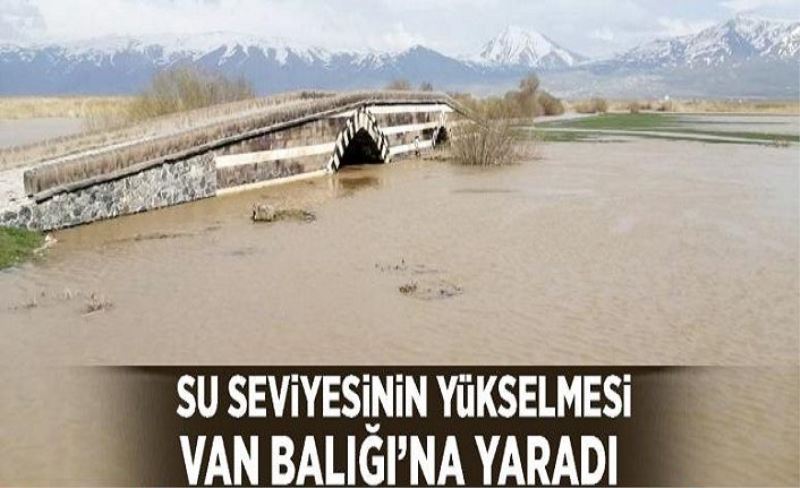 Su seviyesinin yükselmesi Van Balığı’na yaradı