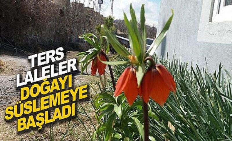 Ters Laleler doğayı süslemeye başladı