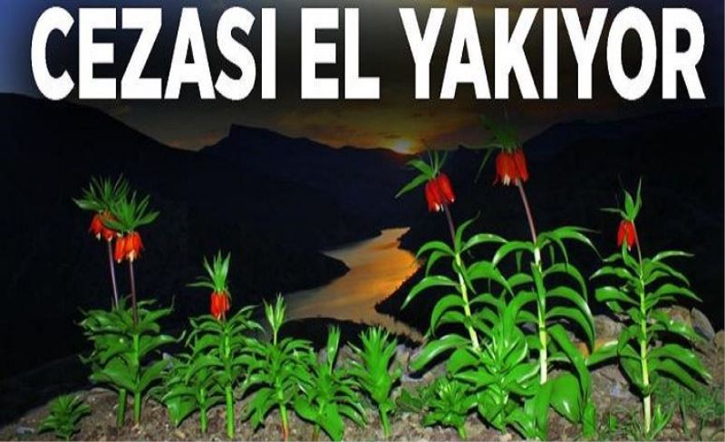 Ters lalelerin cezası el yakıyor