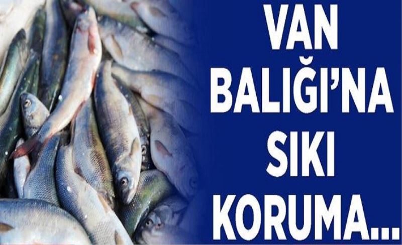 Van Balığı’na sıkı koruma…