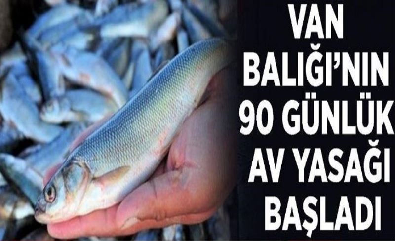 Van Balığı’nın 90 günlük av yasağı başladı