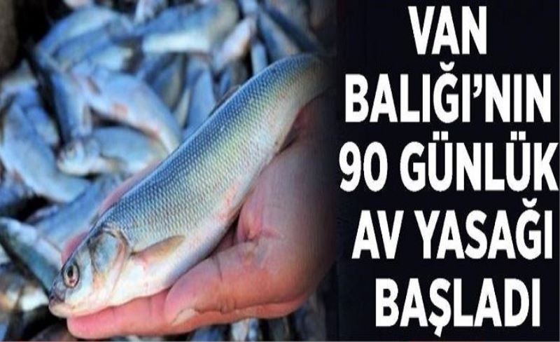 Van Balığı’nın 90 günlük av yasağı başladı