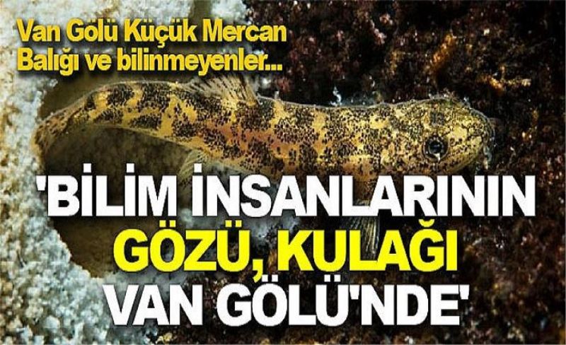 Van Gölü Küçük Mercan Balığı ve bilinmeyenler... 'Bilim insanlarının gözü, kulağı Van Gölü'nde'