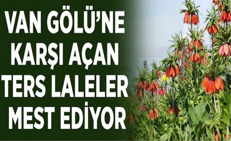 Van Gölü’ne karşı açan ters laleler mest ediyor