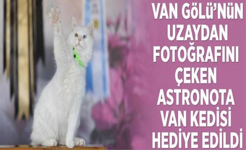 Van Gölü’nün uzaydan fotoğrafını çeken astronota Van kedisi hediye edildi