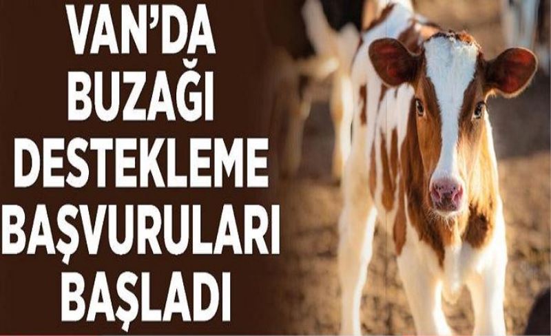 Van’da buzağı destekleme başvuruları başladı