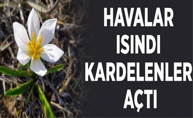 Van’da havalar ısındı kardelenler açtı