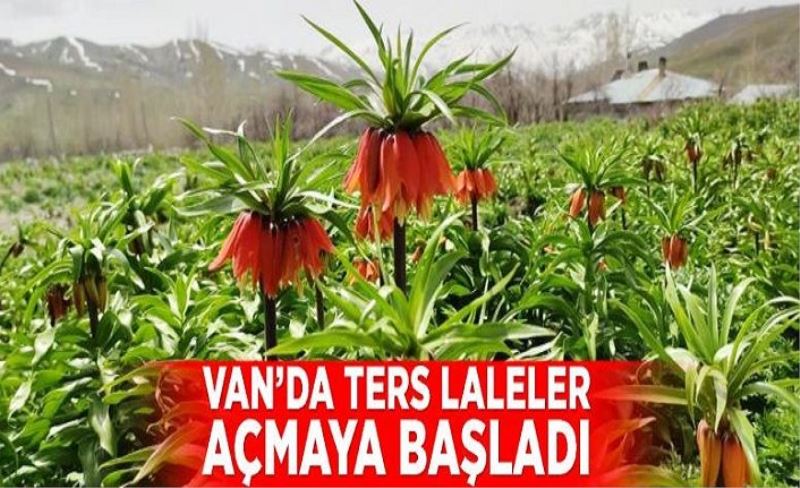 Van’da ters laleler açmaya başladı