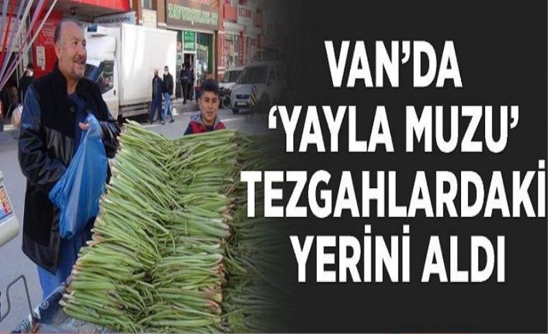 Van’da ‘Yayla Muzu’ tezgahlardaki yerini aldı