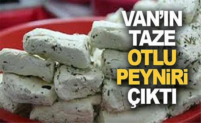 Van’ın taze otlu peyniri çıktı