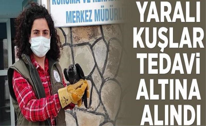 Yaralı kuşlar tedavi altına alındı