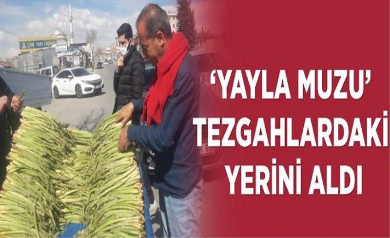 Yayla Muzu’ tezgahlardaki yerini aldı