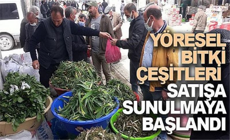 Yöresel bitki çeşitleri satışa sunulmaya başlandı