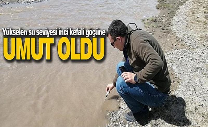 Yükselen su seviyesi inci kefali göçüne umut oldu