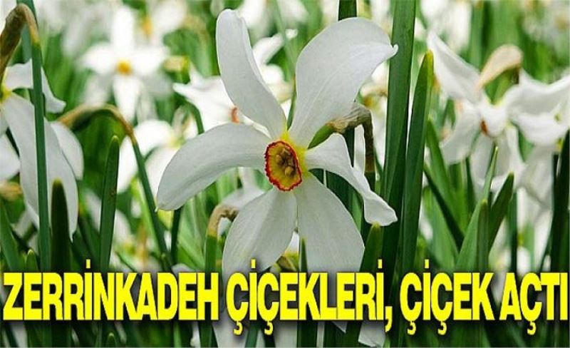 Zerrinkadeh çiçekleri, çiçek açtı