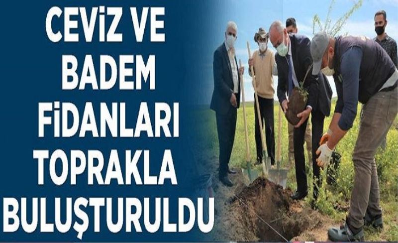 Ceviz ve badem fidanları toprakla buluşturuldu