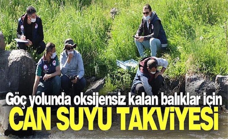 Göç yolunda oksijensiz kalan balıklar için can suyu takviyesi