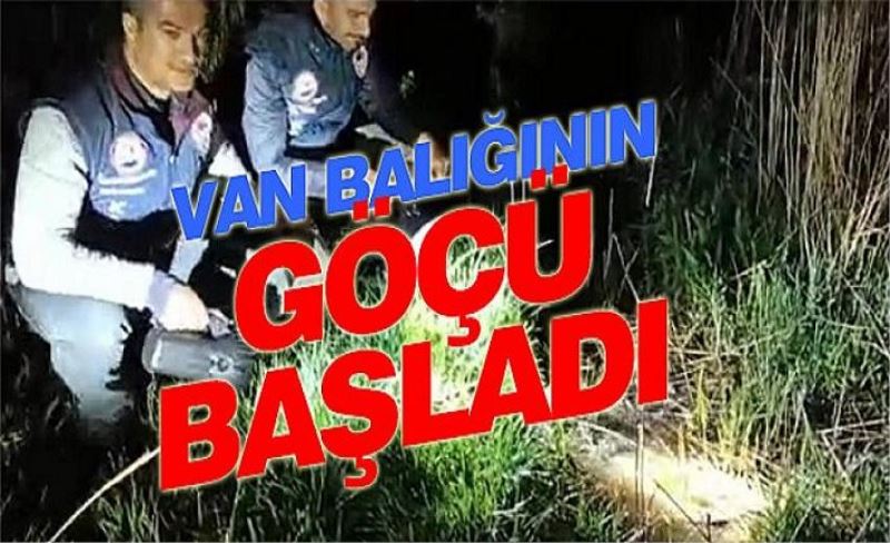 İnci kefalinin tatlı sulara göçü başladı