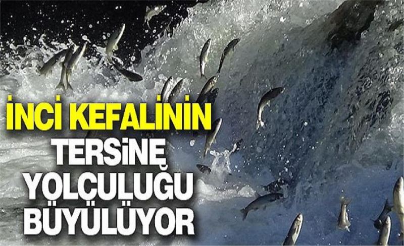 İnci kefalinin tersine yolculuğu büyülüyor