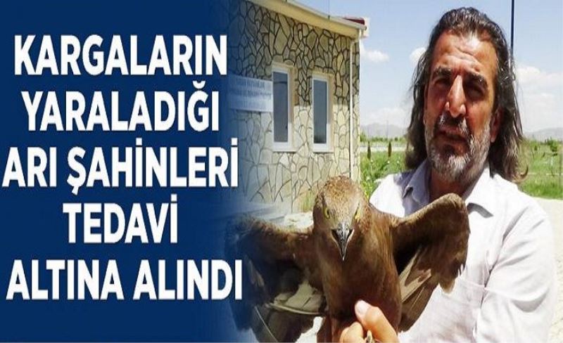 Kargaların yaraladığı Arı Şahinleri tedavi altına alındı