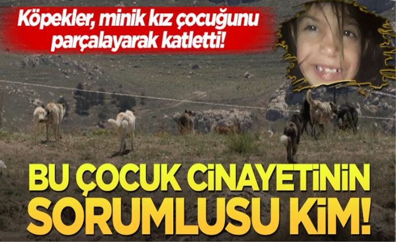 Köpekler, minik kız çocuğunu parçalayarak katletti! Bu çocuk cinayetinin sorumlusu kim?