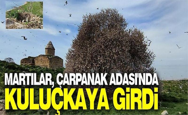 Martılar, Çarpanak Adası'nda kuluçkaya girdi